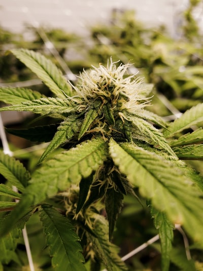 绿叶植物近距离摄影
